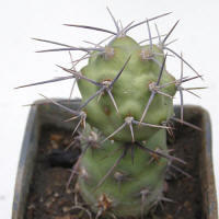 Tephrocactus_geometricus JS230