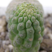 Trichocaulon cactiforme